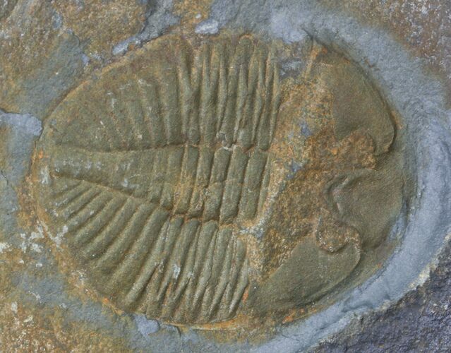 Ogyginus Cordensis - Classic British Trilobite #30794